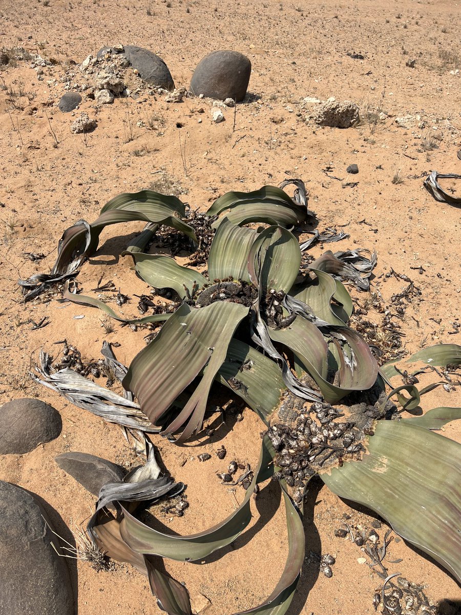 tripsangola's tweet photo. @rodneycloete @rodneycloete
The plant is not specifically endemic to #Namibia it is endemic to the #Namib_Desert.
The picture I posted was taken at the #Angolan side of the #Namib_Desert most specifically at the #Yona_National_Park https://t.co/X28qgqwtjP