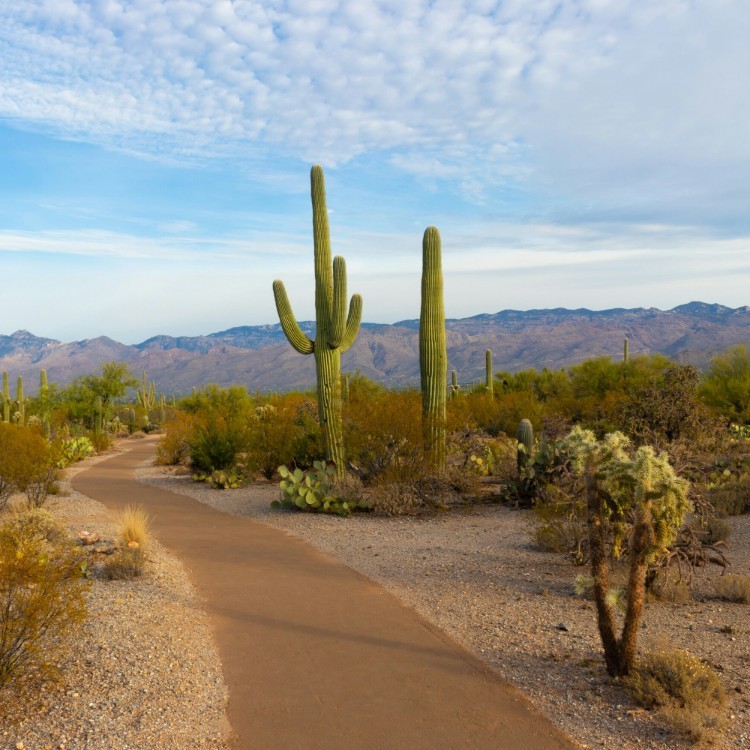 Saguaro National Park protects towering saguaro cacti that symbolise the American Southwest. Visitors can hike desert trails, watch colourful sunsets, and see diverse wildlife in a warm landscape shaped by sun, seasons, and centuries of natural growth.

#RouteTripUSA