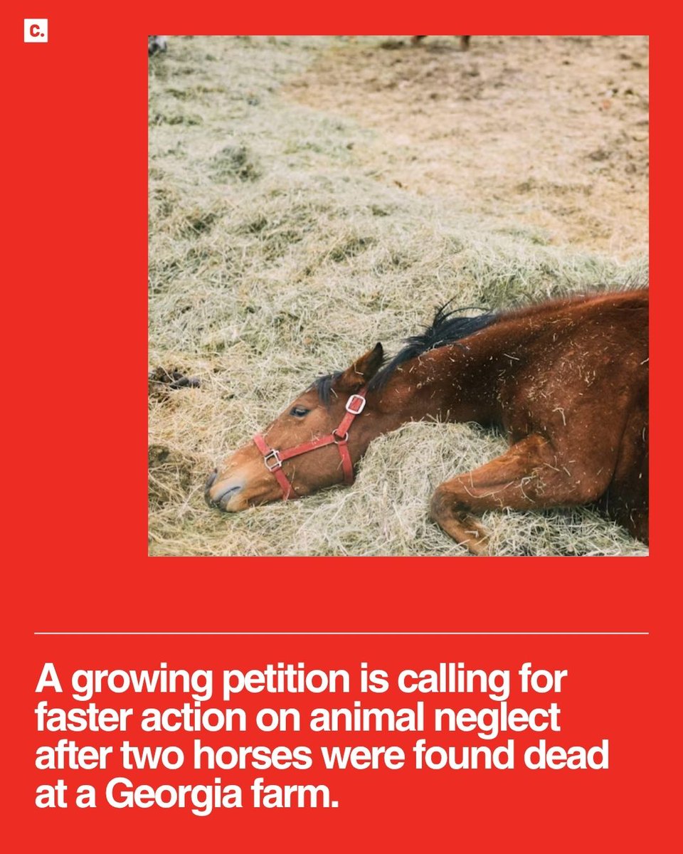 For nearly two years, authorities responded to repeated complaints about a Georgia farm.

While citations were issued and deadlines passed, two horses died. Five others were finally rescued after months of failed compliance.

Now, animal advocates are signing a