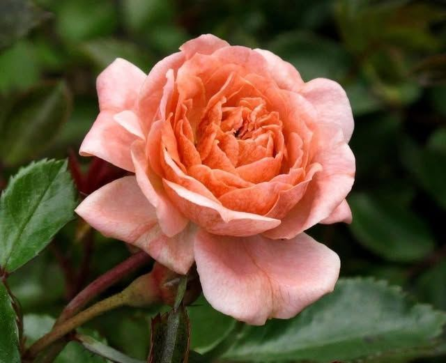 Roy Kelley tweet media