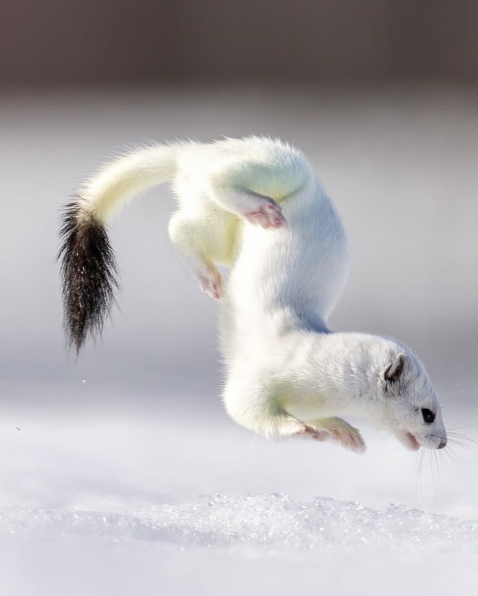 Berwyn Choobs tweet media