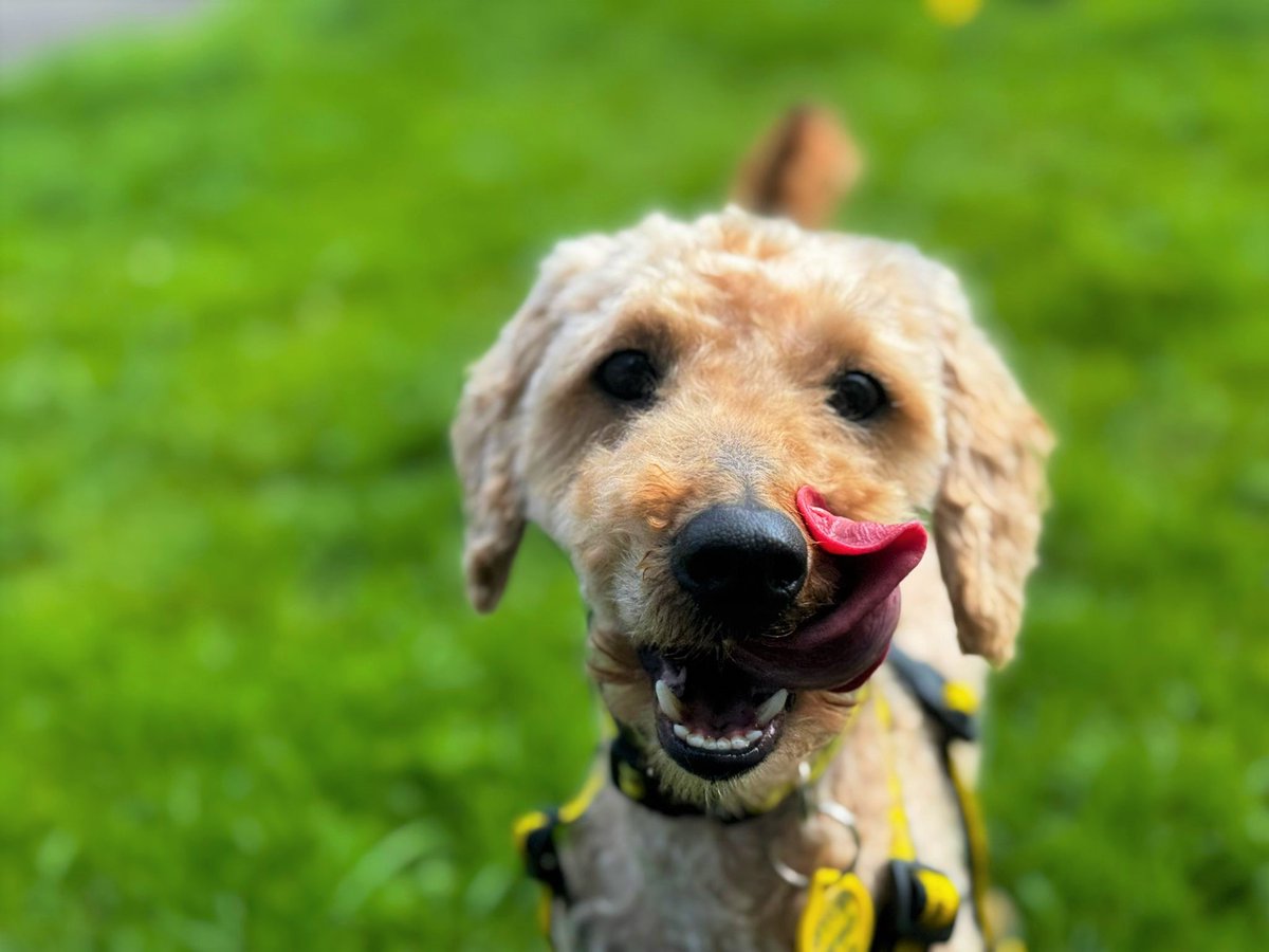 DogsTrust Bridgend tweet media