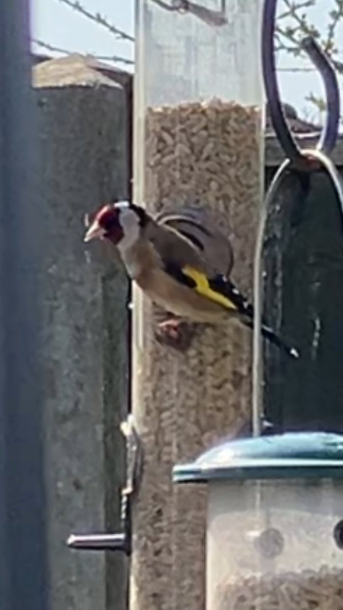 Diane Reeves tweet media