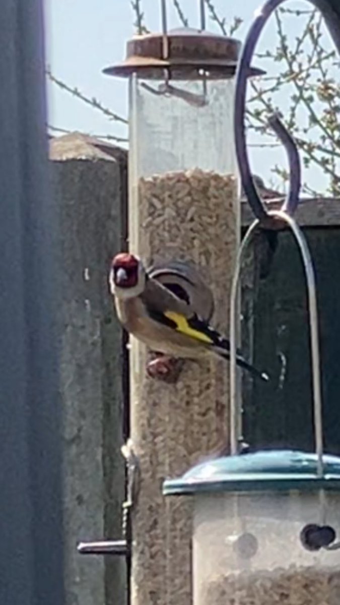 Diane Reeves tweet media