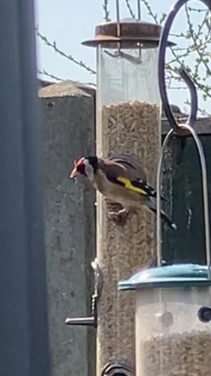 Diane Reeves tweet media