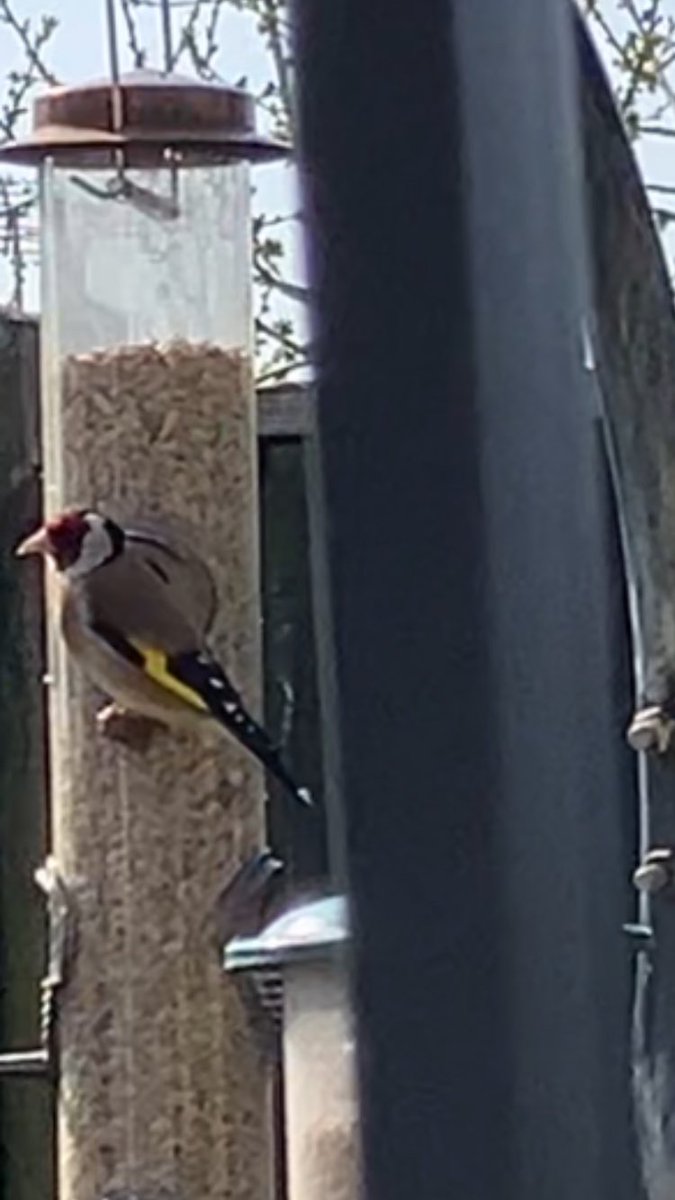 Diane Reeves tweet media