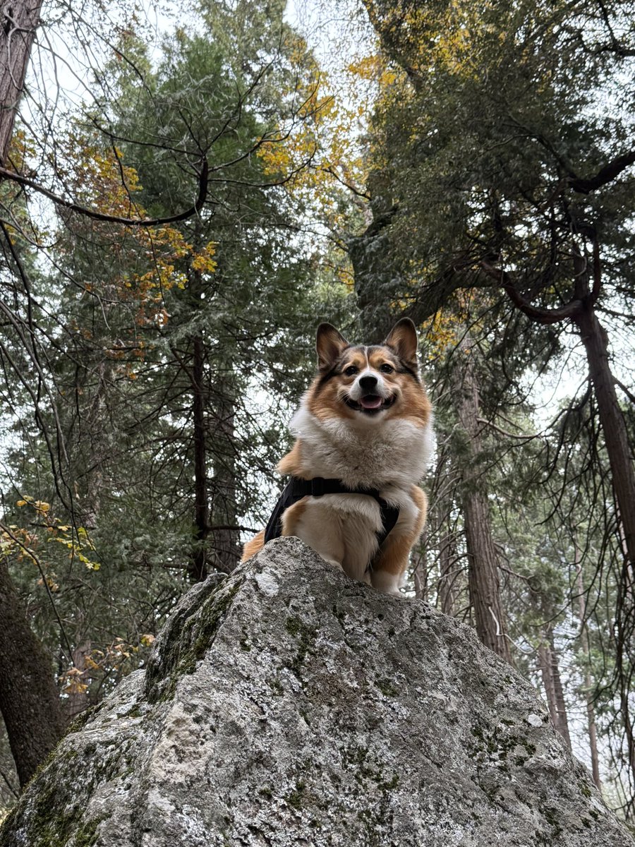 WinstonCorgiDog's tweet image. Happy Wednesday Corgi Dog Winston-Family!☀️🐶✌🏻 Hope You’re All Well and Having an Awesome Middle of the Week Furiends!💕 Peace and Blessings💌❤️ #happy #nature #yosemite #nationalpark #cute #dog #photo