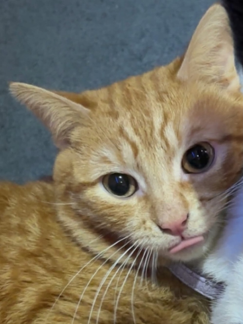 VigiPets.fr tweet media