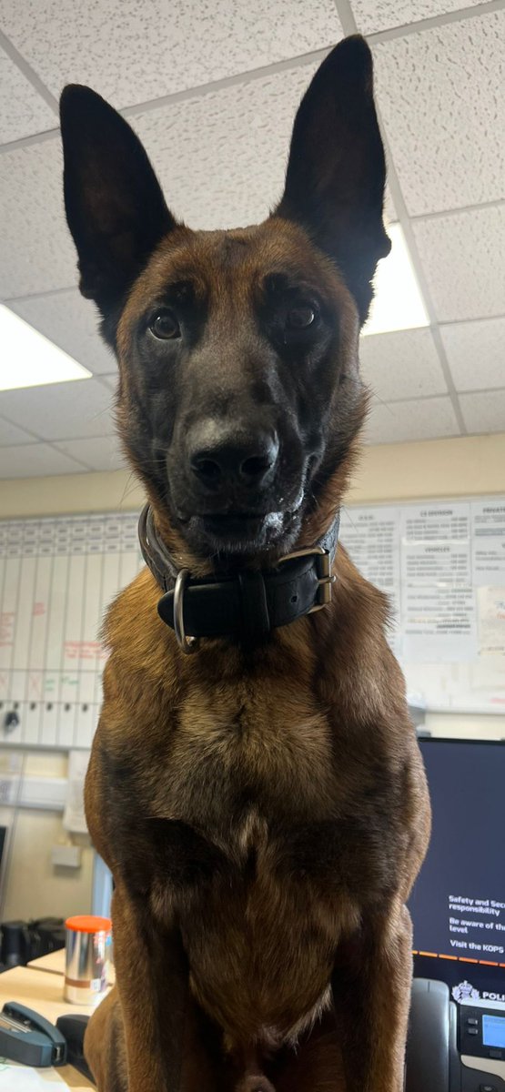 Police Scotland Dogs tweet media