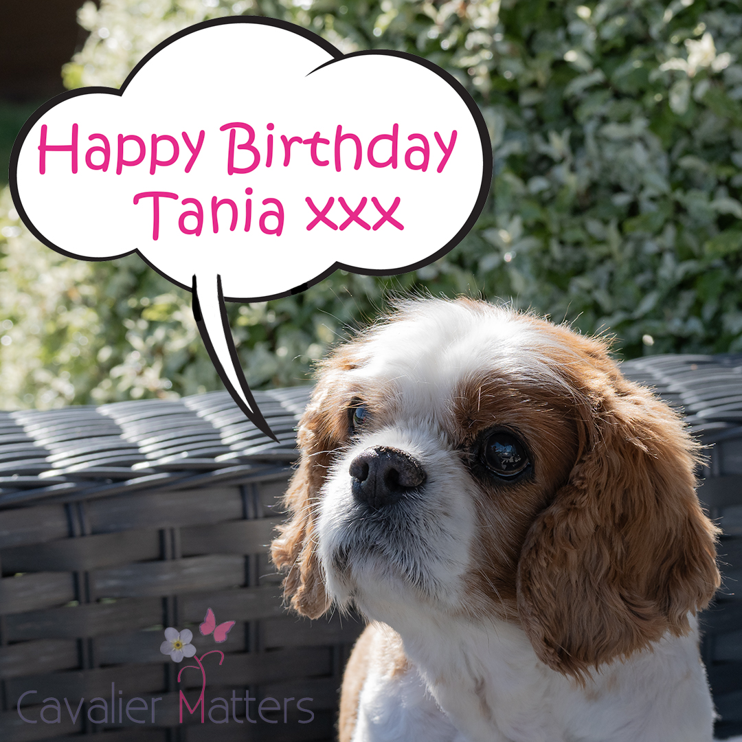 CavalierMatters's tweet image. Today we are delighted to wish the founder of Cavalier Matters and head housekeeper at Cavalier Castle, Tania, a very Happy Birthday!! We hope you have an amazing day!

Lots of love from us all and thank you for everything you do for our beloved breed ❤️

#cavpack #dogsoftwitter