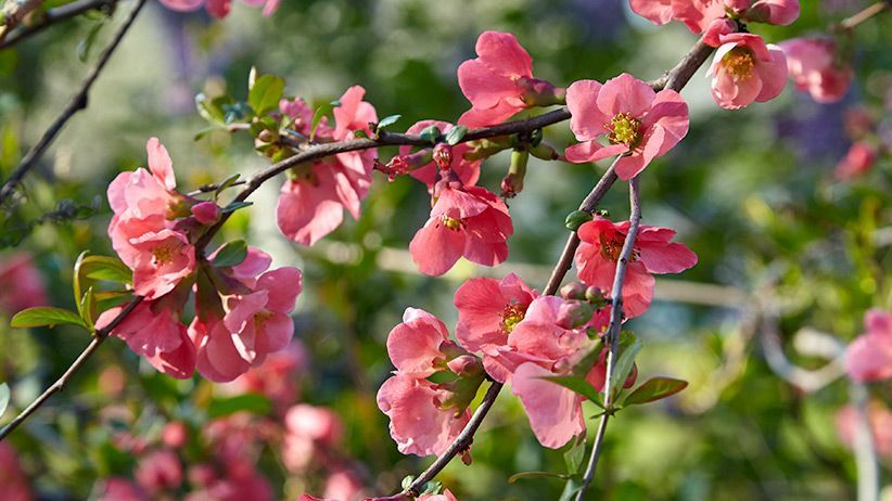 BloomingSecrets tweet media