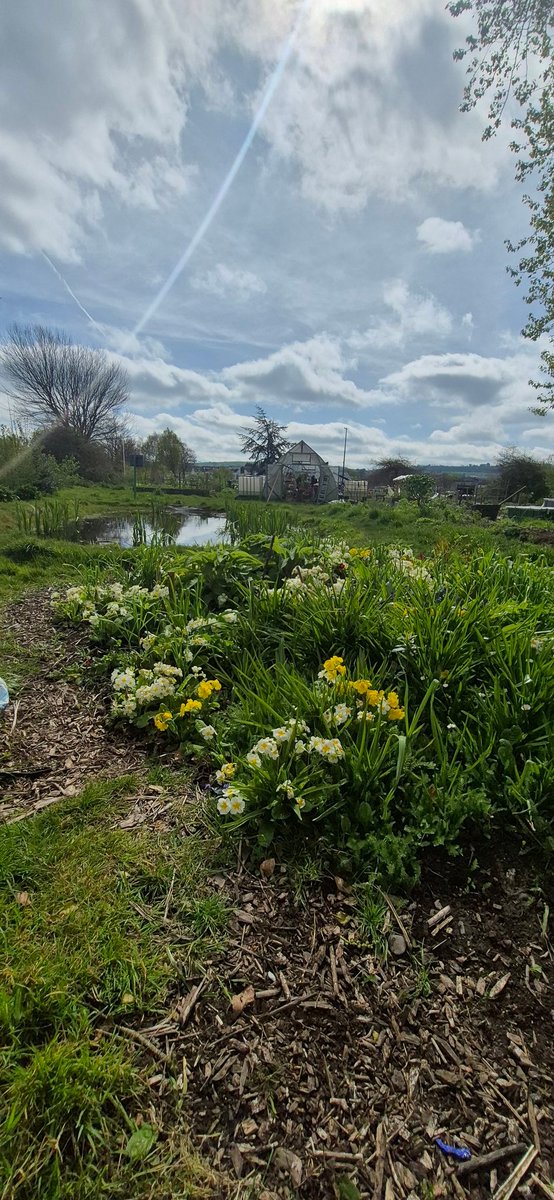 Togher Community Garden tweet media