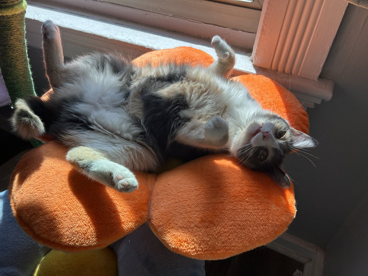 monkey & zoe ❤️ oreo 🌈 tweet media