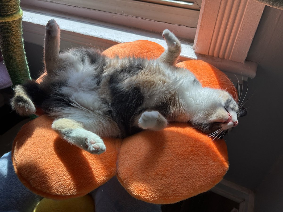 monkey & zoe ❤️ oreo 🌈 tweet media