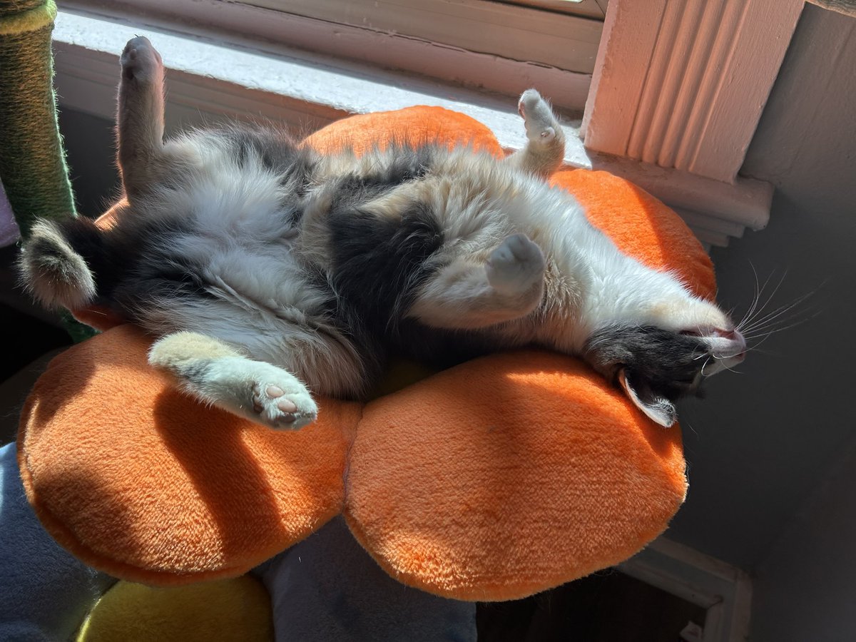 monkey & zoe ❤️ oreo 🌈 tweet media