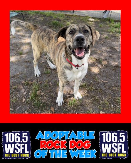 1065WSFL's tweet photo. Rock Dog Jack is good with kids, cats and other dogs - he's the total package. https://t.co/eh7h0CAHTO https://t.co/OZT9dJXfBL