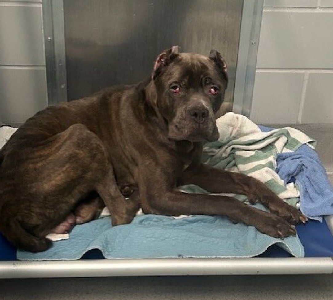 Not the Same tweet media