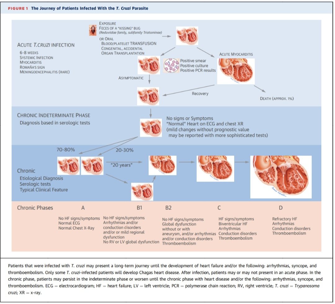 Dr. FEVI🫀🩺 tweet media