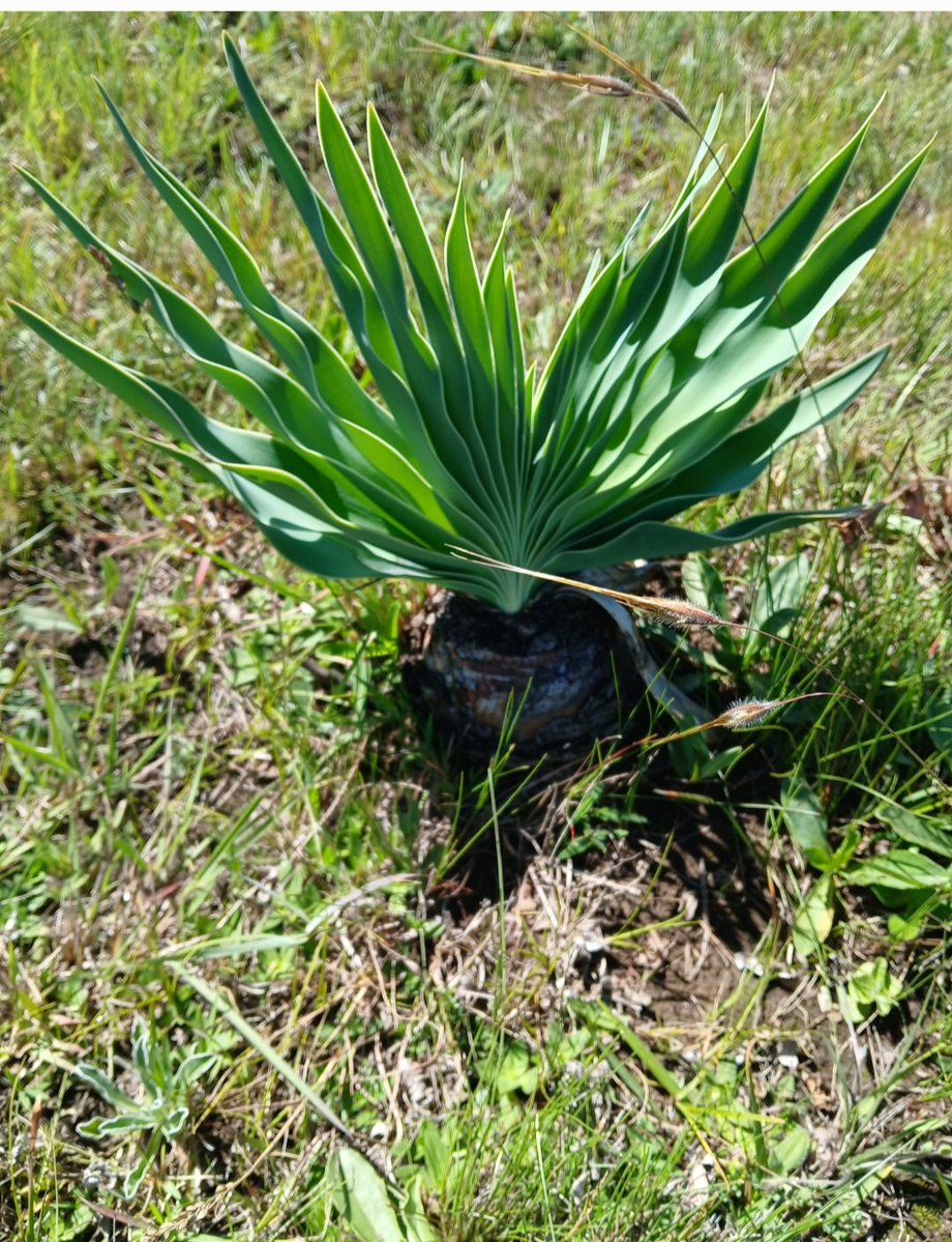 The Green Lantern 💚 tweet media