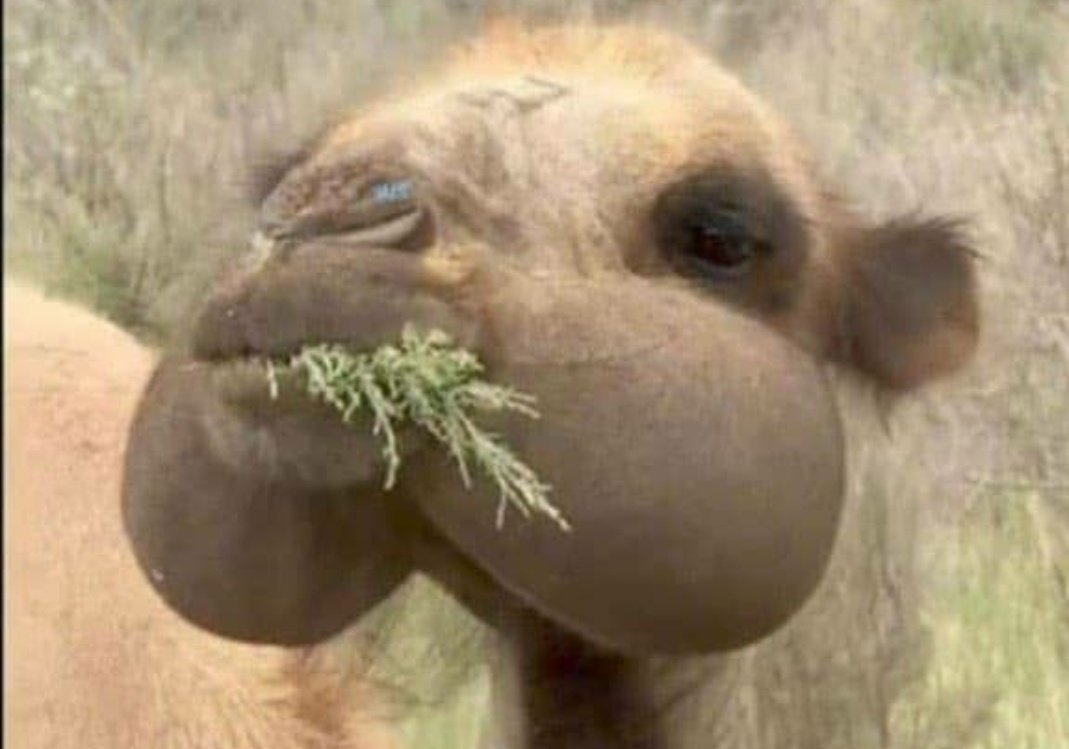 MedhaneMartins🇰🇪 tweet media