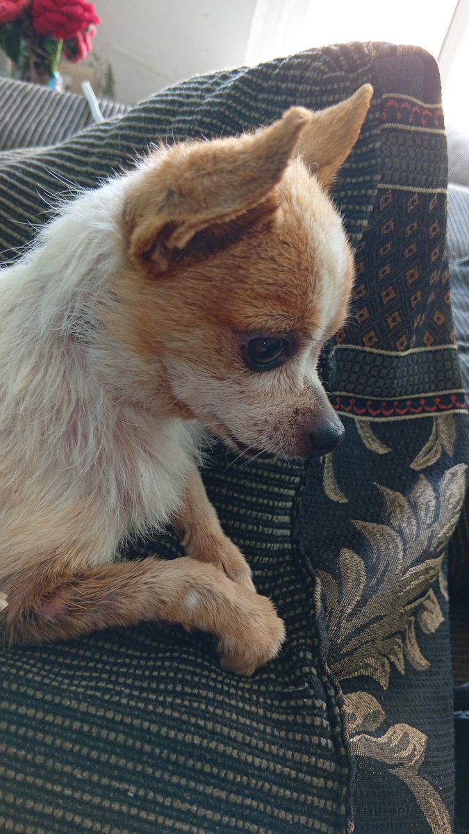 glaciar (ACGGOODS SHOP OPEN) tweet media