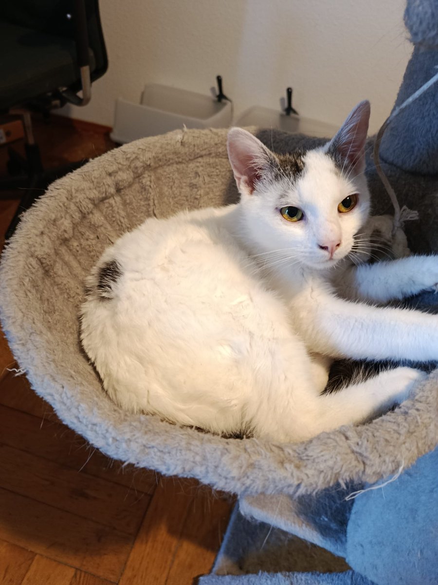 No Gopnik 🐈🦈 tweet media