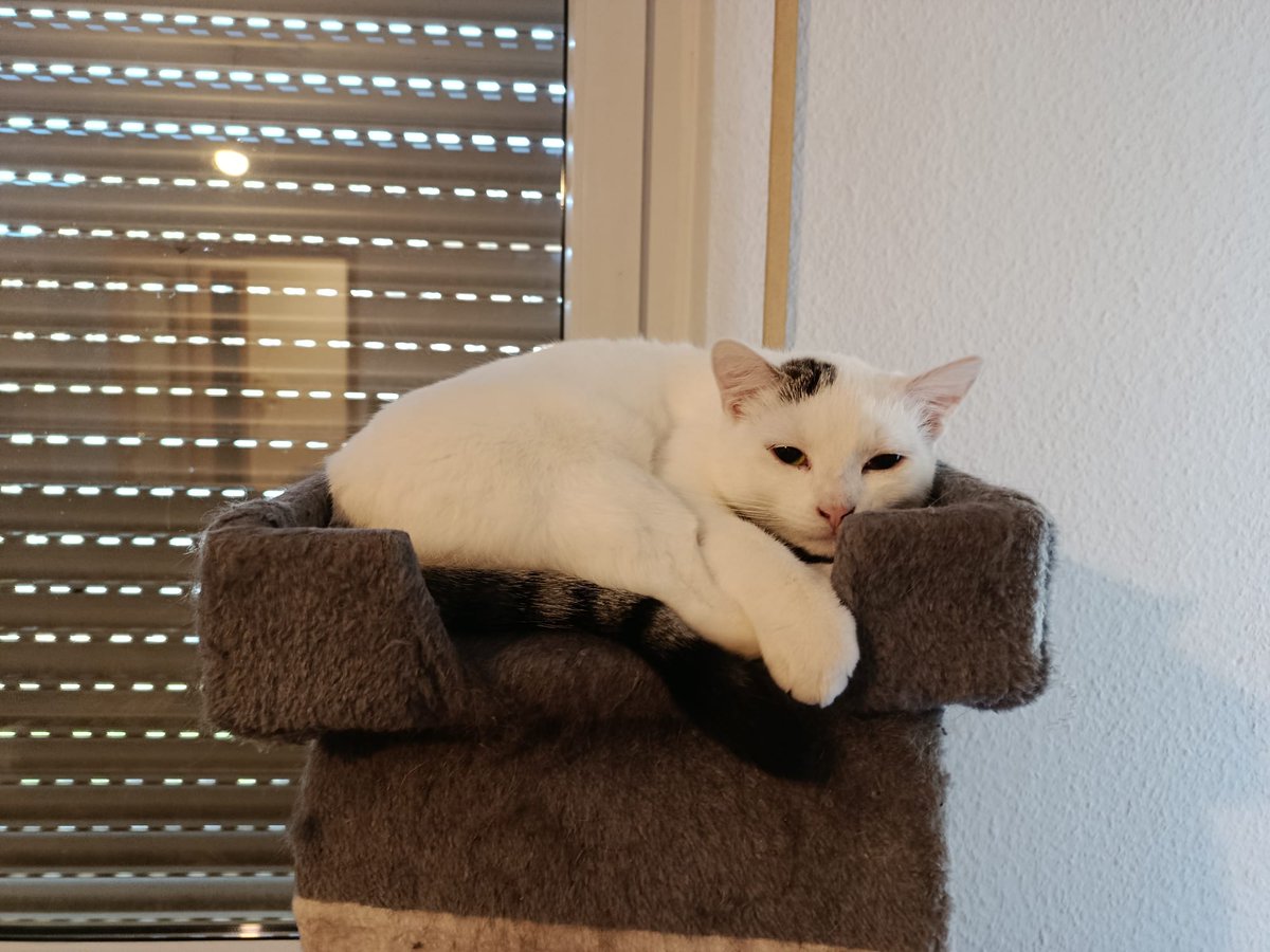 No Gopnik 🐈🦈 tweet media