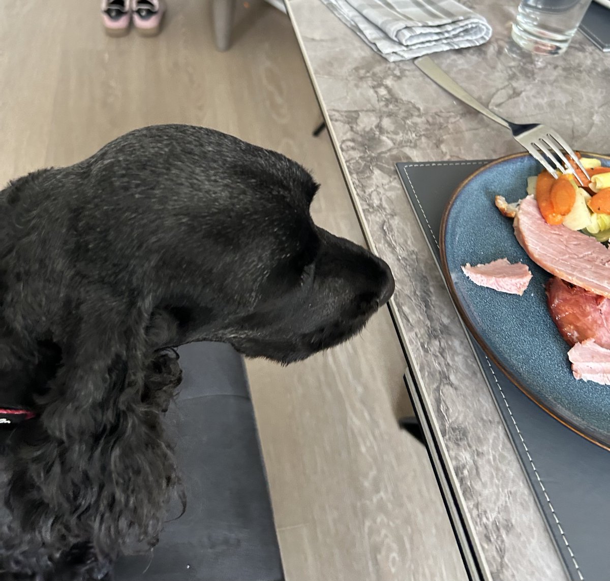 Daisy 🇮🇪 🐕‍🦺 & Alfie 🌈 🐕🥰 tweet media