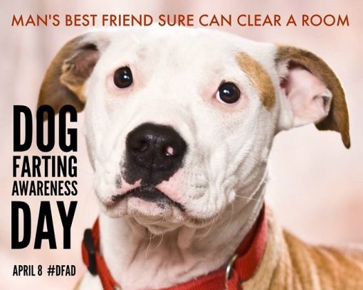 MAGA Orange Kitty tweet media