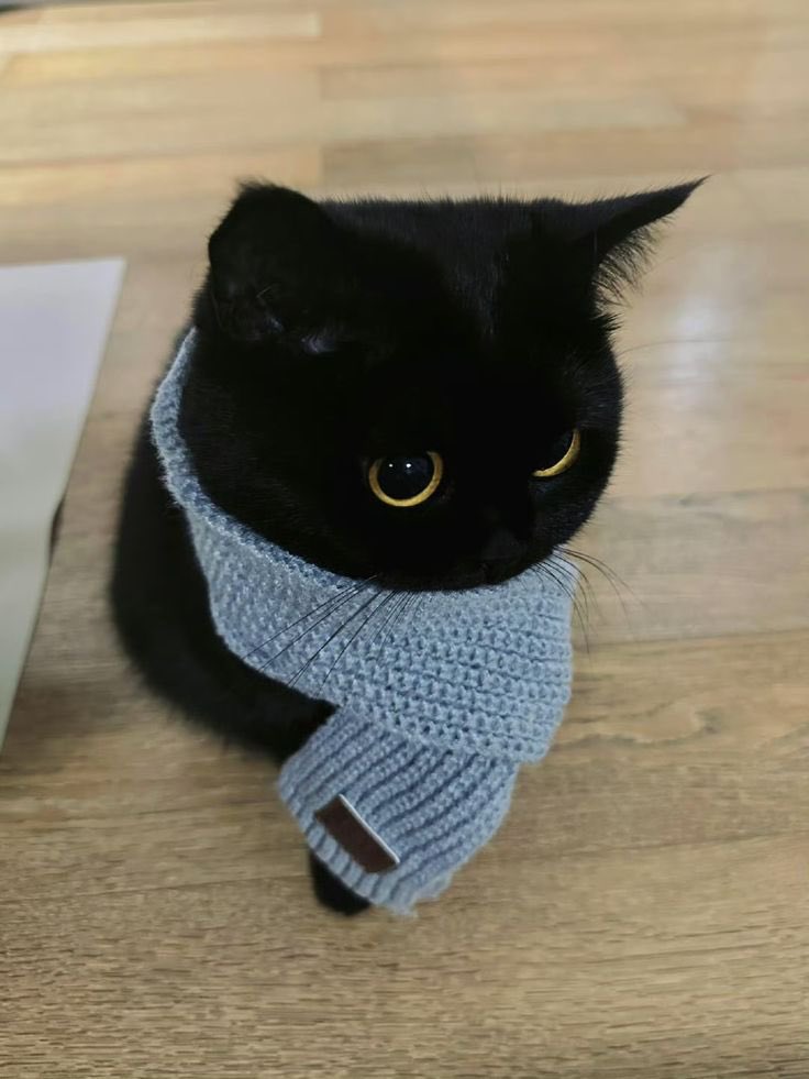 The Cats 𝕏 tweet media