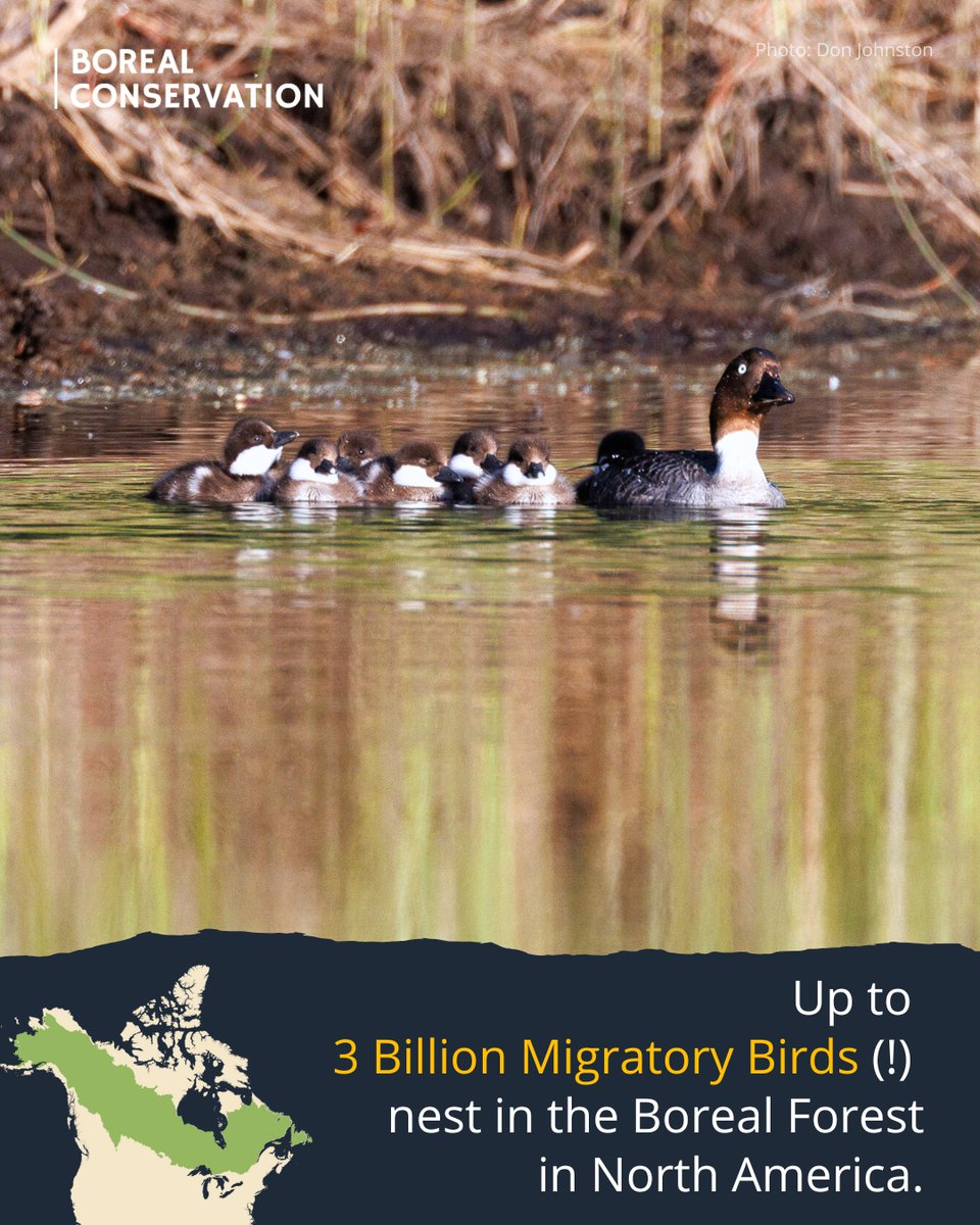 Boreal Conservation tweet media