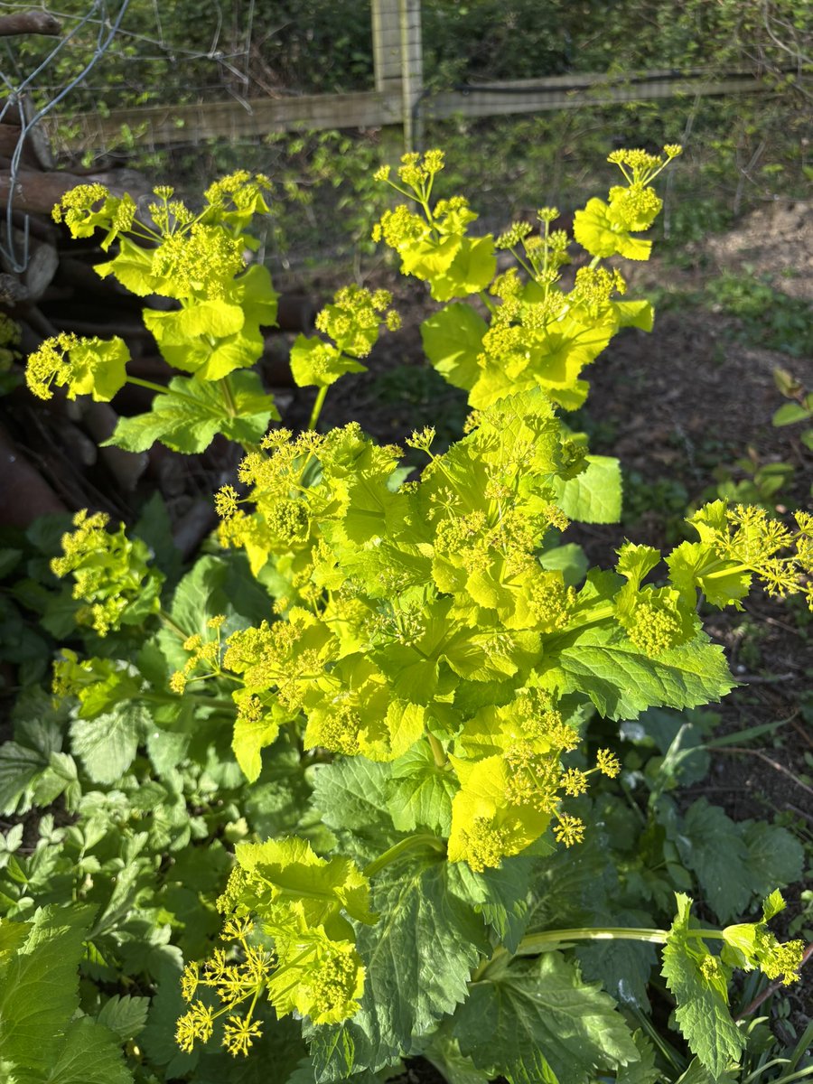 AlanEDown's tweet image. Acid yellow Smyrnium perfoliatum under what will be dry deep shade in summer. And yes that is lots of seedlings in front! 
It’s a useful biennial for dry shade!
#gardeningtips