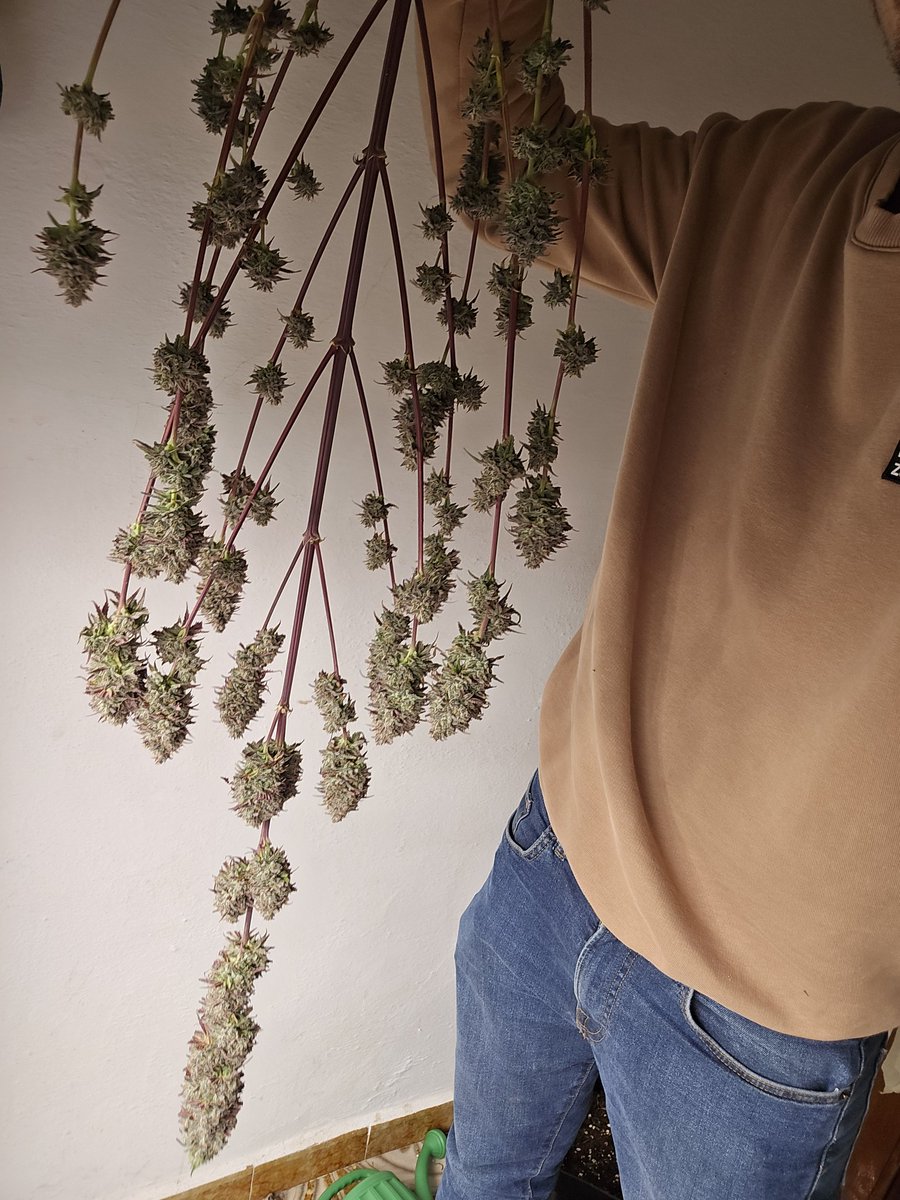 GreenAutoConsum's tweet photo. Ejemplar cultivado en interior https://t.co/zo4lVM7u51