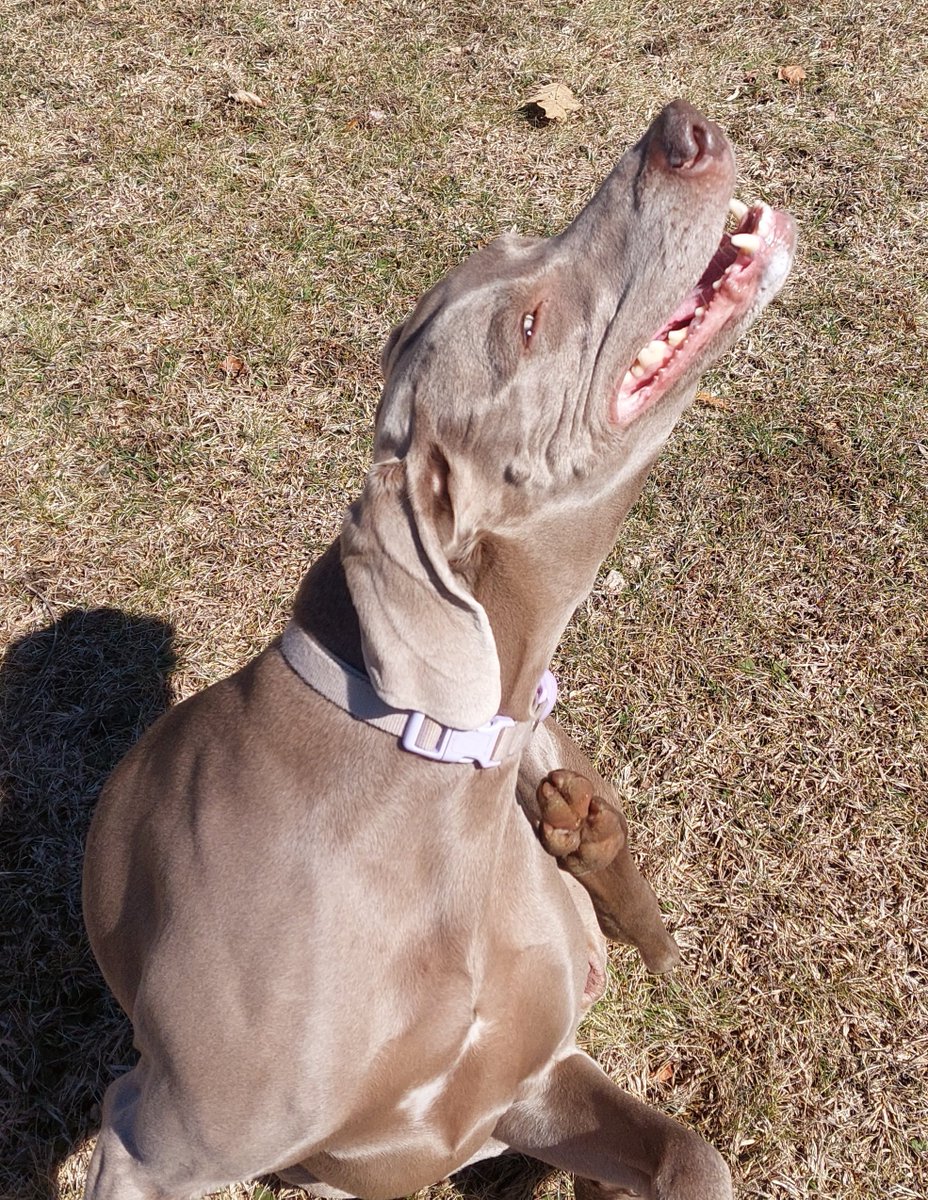 weimrnr's tweet photo. Her eyes follow me everywhere😂❤️🐾
#weimaraner #Mellie https://t.co/3dLSmerCrm