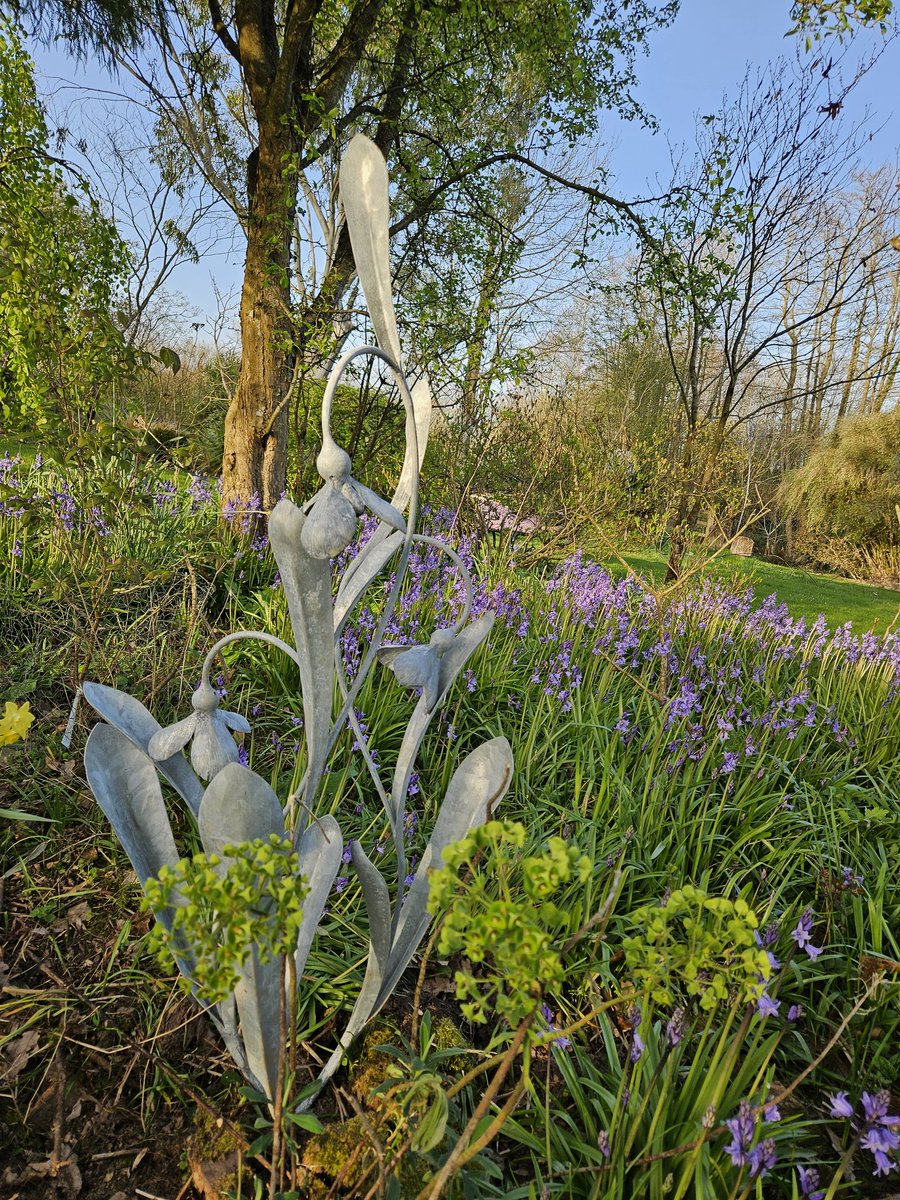 Littleashgarden's tweet image. Snowdrops by @lossocksforge amongst the bluebells!
#gardenart 
#sculpture 
#metalwork 
#blacksmith