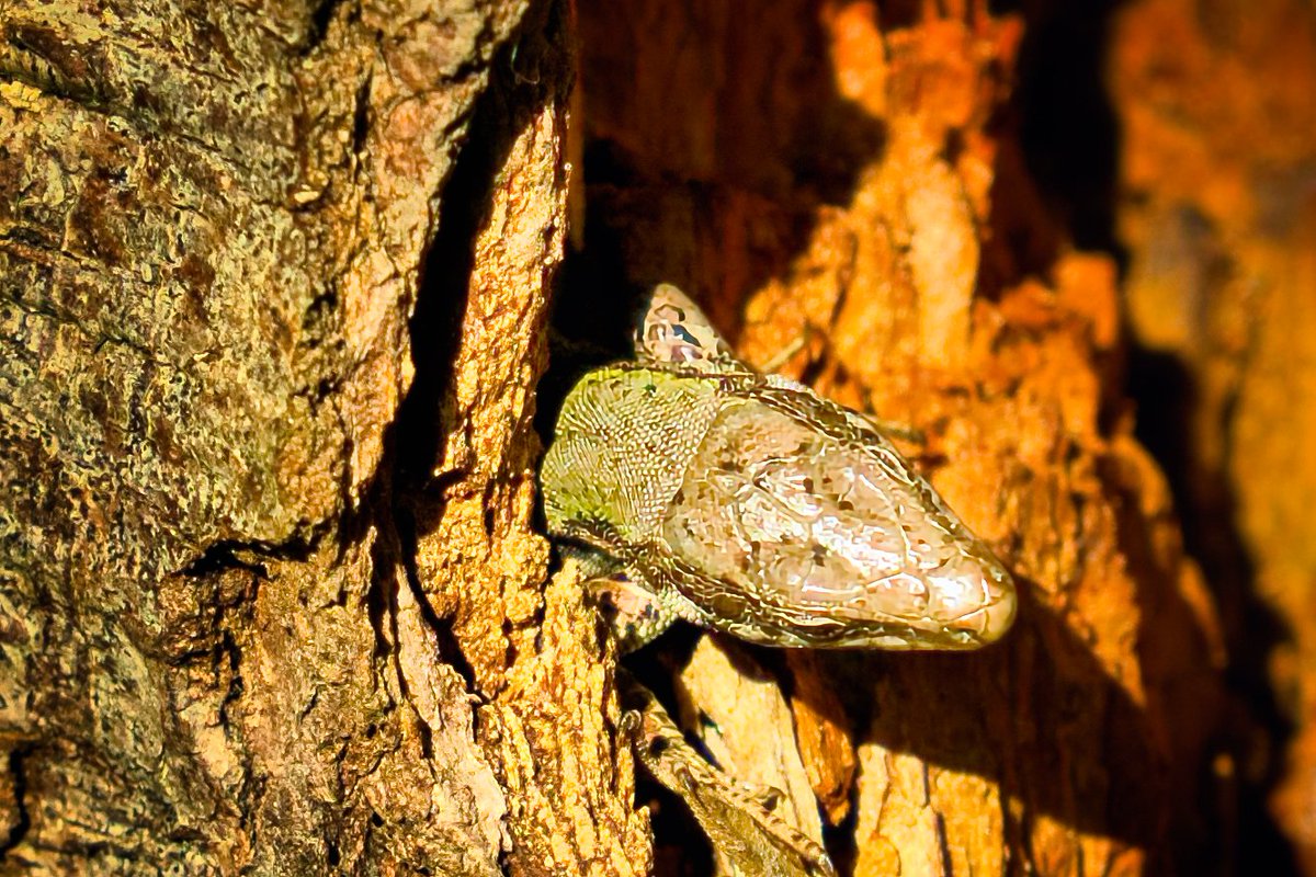 randyaeckert's tweet photo. Yup, they are back.  Found this guy sunning itself in a log along Raey Creek trail.

#lizzards https://t.co/4zLCrhFwyo