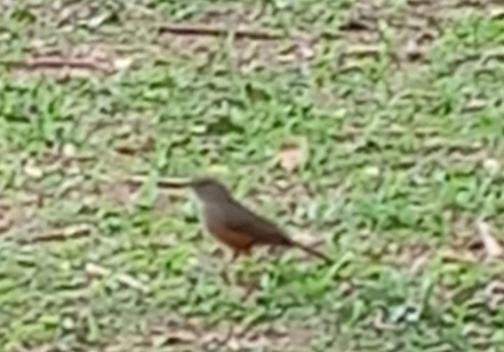 O coisa ruim | ✨🦎🌑 tweet media