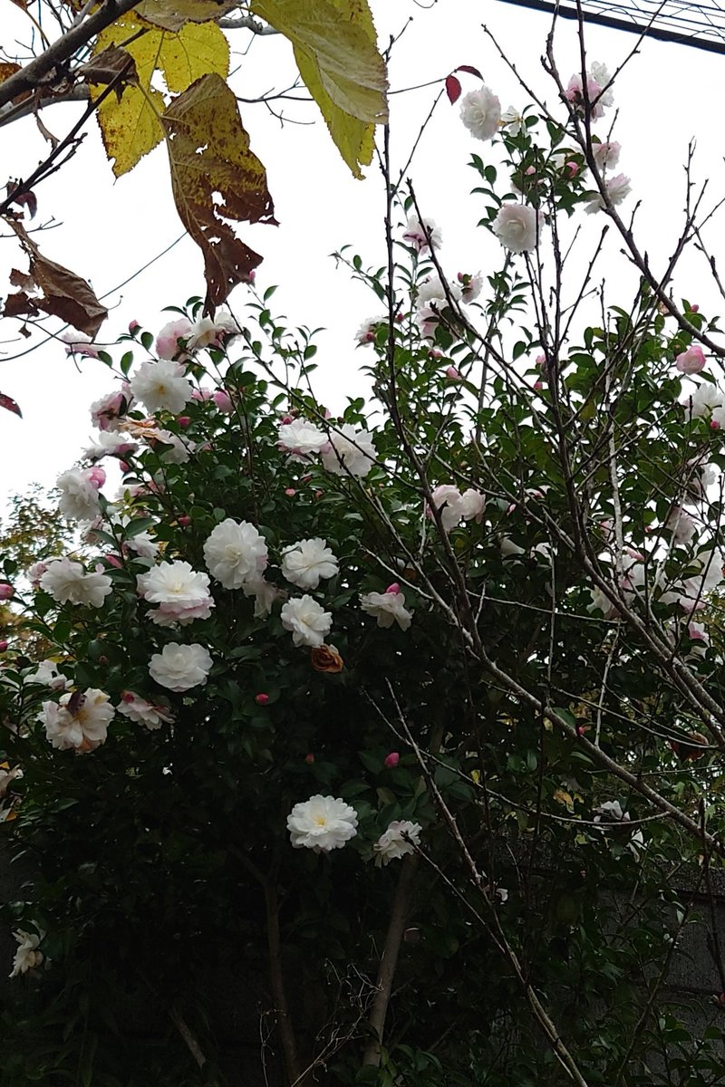 トキトさん tweet media