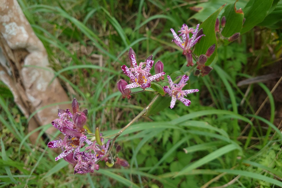 トキトさん tweet media