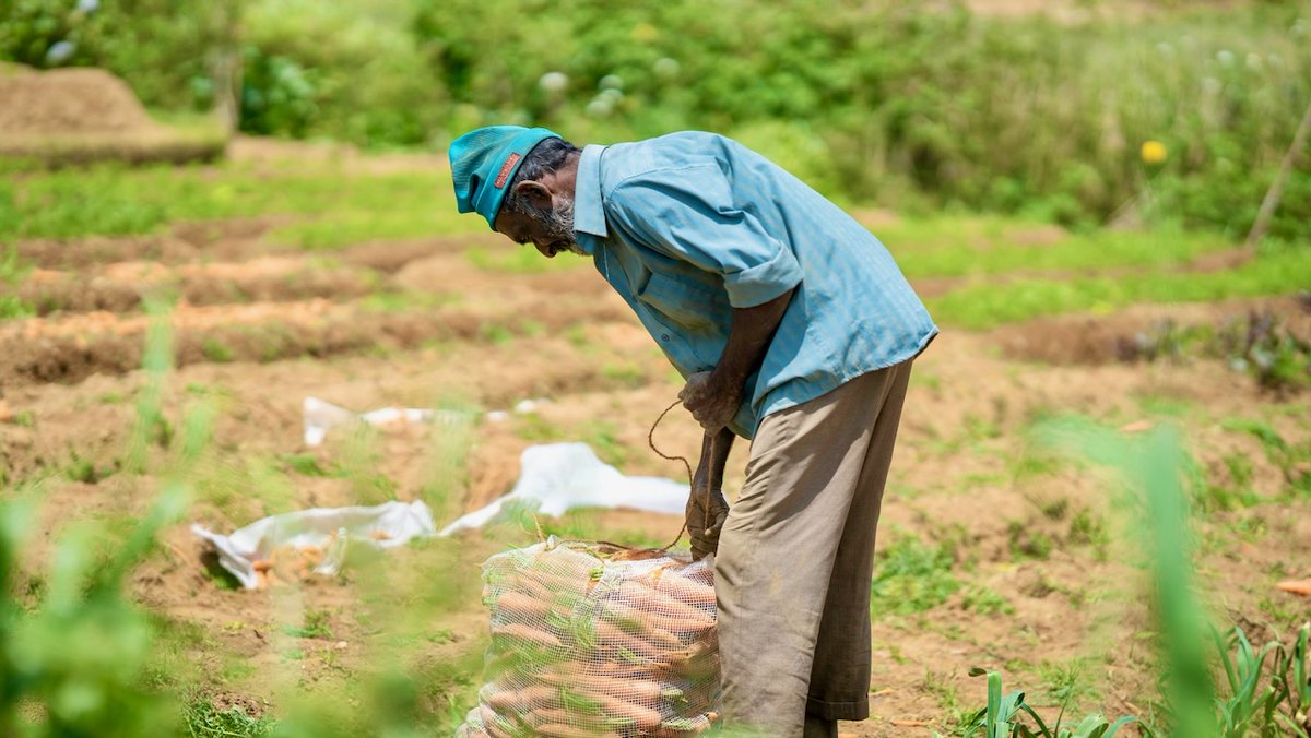 thefarmingiq's tweet photo. The Ban That Broke Sri Lanka — how one overnight policy decision collapsed an economy and triggered a food crisis.  

👉 https://t.co/ntcLs1qDSZ 

#SriLanka #Agriculture #FoodSecurity #EconomicCrisis #farmingIQ https://t.co/0DX5G8FQG0