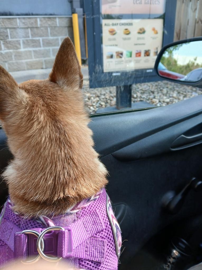 Happy Hump Day #zshq pals &amp; friends.  This B me @  Sbk drive thru telling mom she should order the whole menu. hehehehe &amp; RAAAA!!!
