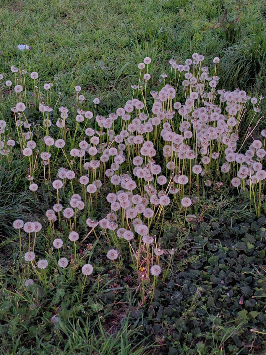 Sono mille soffioni bianchi....🥰🥰🥰