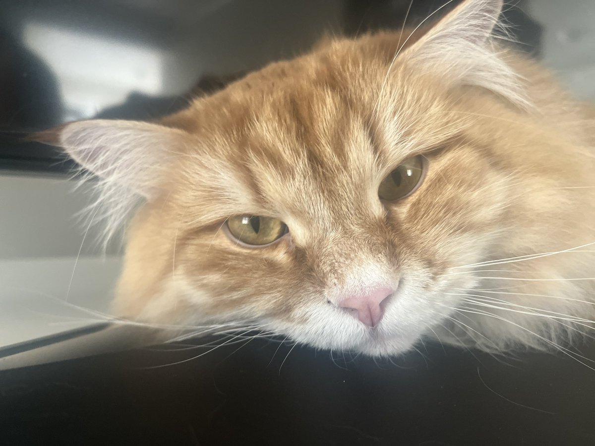 Taija Myyrä tweet media