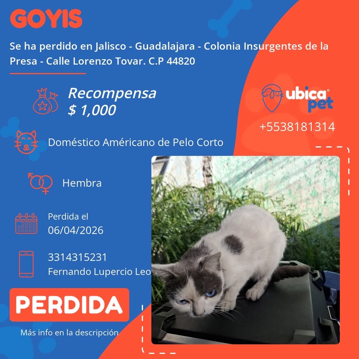 UBICAPET MÉXICO tweet media