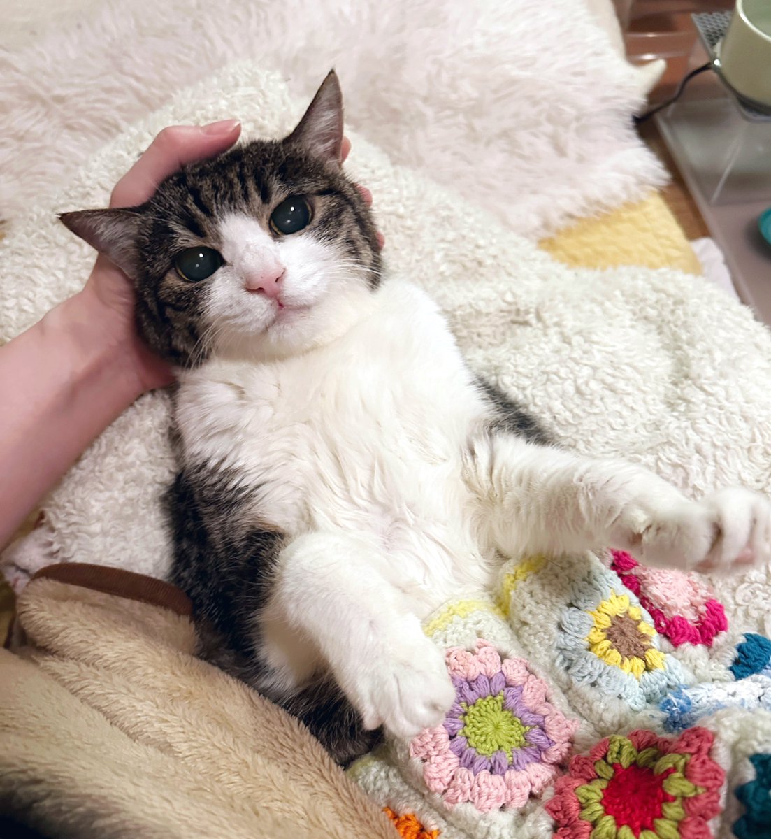 菊千代とmum tweet media