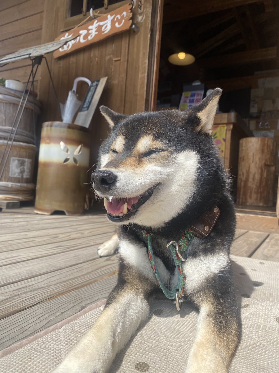やっぱ雨よりも晴れとる方が気持ちよかですね😊
#糸島 #ちきゅう屋 #柴犬 #黒柴 #今日のかすみさん #柴犬を崇めよ
