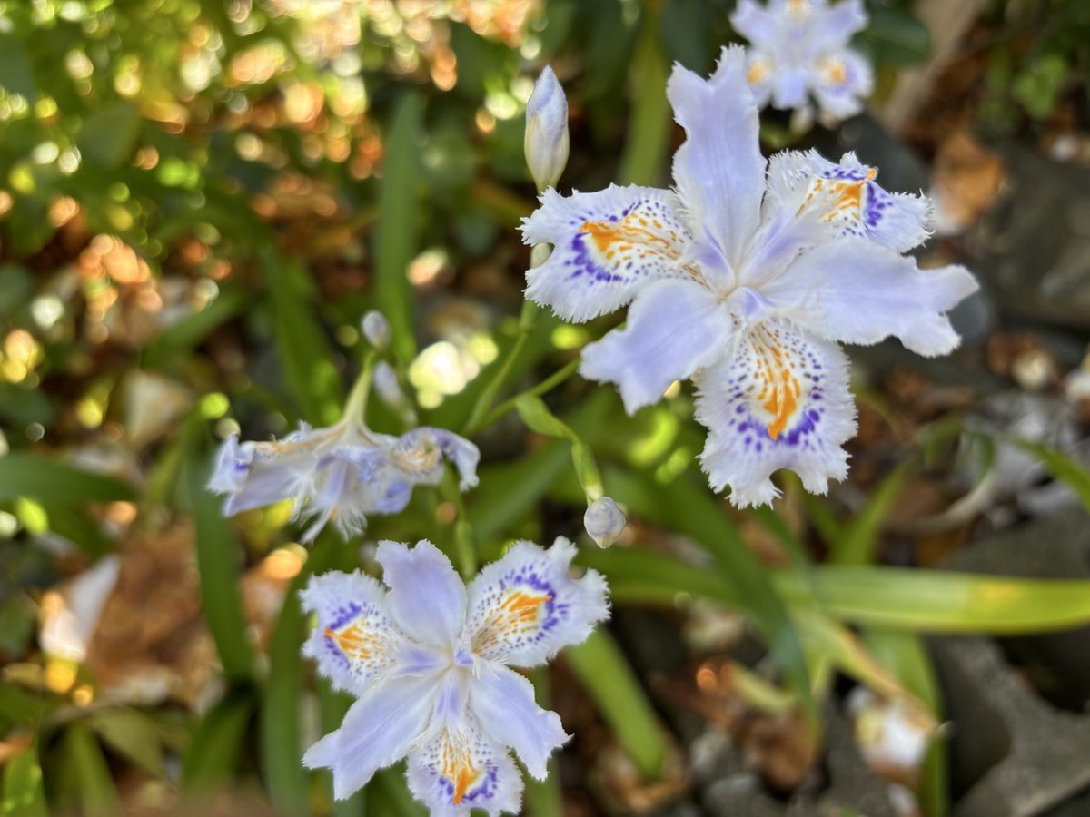 omokage100's tweet photo. 初夏　シャガの花も麗しい https://t.co/ValfK97M57