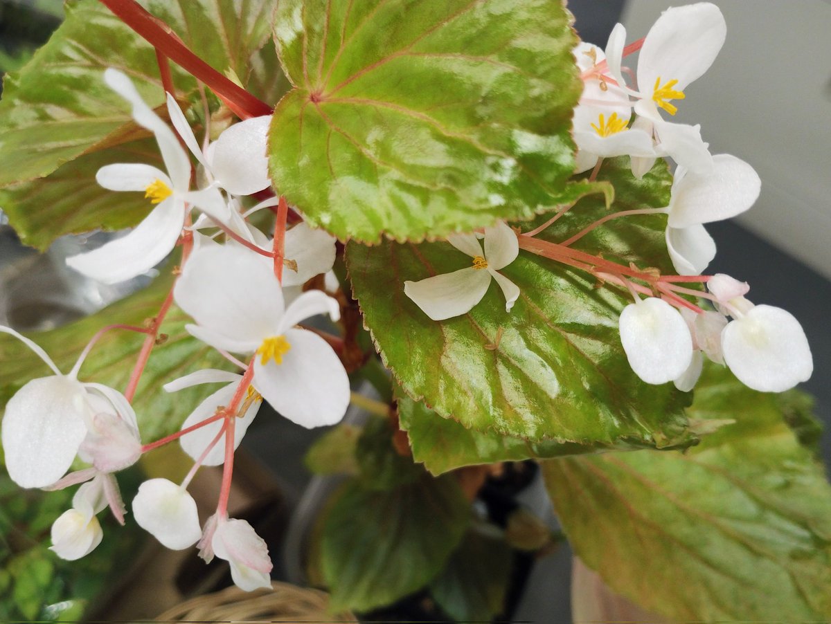 窓のない事務所で咲くと思ってませんでした😳
ベゴニア・ティーローズ

ほわりとええにおいがします