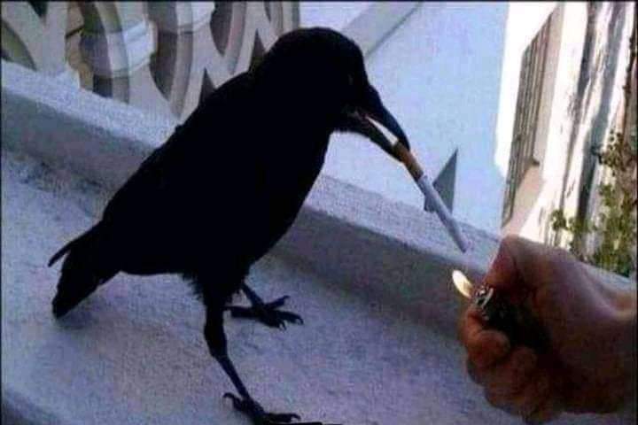 Arexeiru 🐦‍⬛ 🔪🎈 tweet media