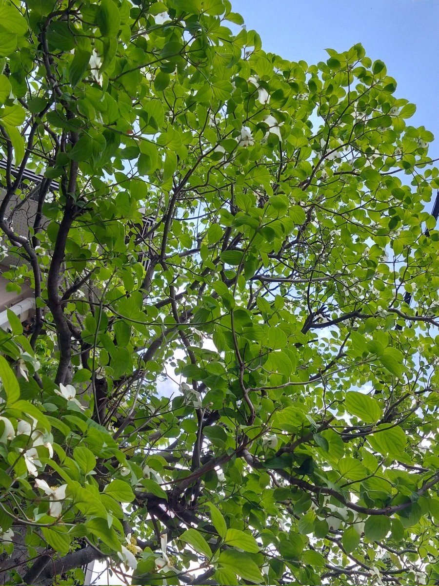 かねた🍀💕 tweet media